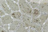 Polished Fossil Chain Coral (Catenipora) - Estonia #91857-1
